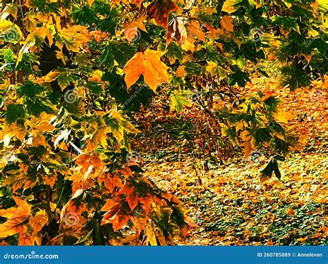 Fall Nature 的图像结果