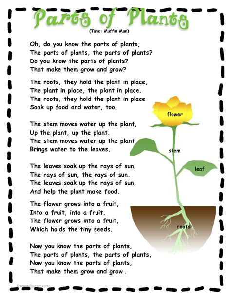 Image result for Plant Lesson First Grade