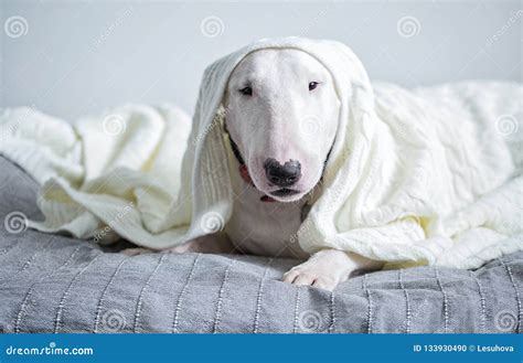 A Cute White English Bull Terrier is Sleeping on a Bed Under a W Stock ...