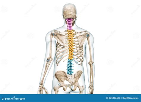 Cervical, Thoracic and Lumbar Vertebrae in Color Back View with Body 3D ...