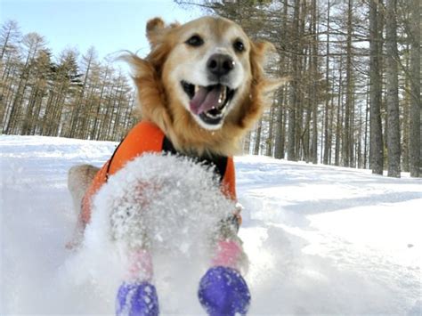 Snow trekking course with doggy | Hitoiki-so