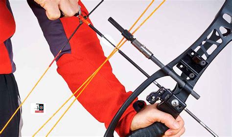 Image result for D-loop Length