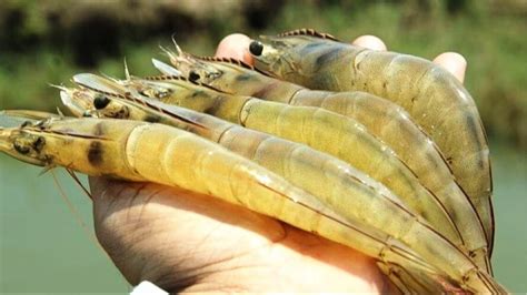 झींगा के लिए बेहद ख़तरनाक है वाइब्रियोसिस बीमारी, लक्षण और रोकथाम का ...