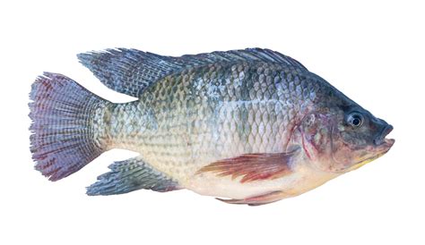 Are Tilapia Real Fish at Patty Armbruster blog