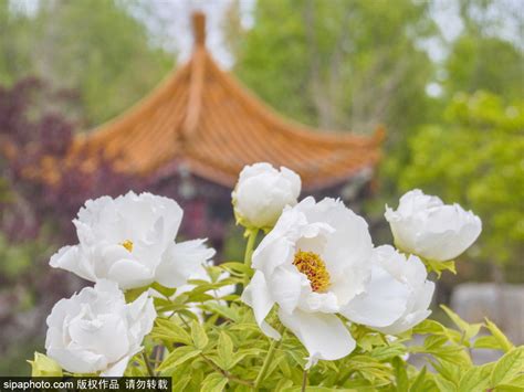 谷雨时节，莲花池公园百余种牡丹进入盛花期