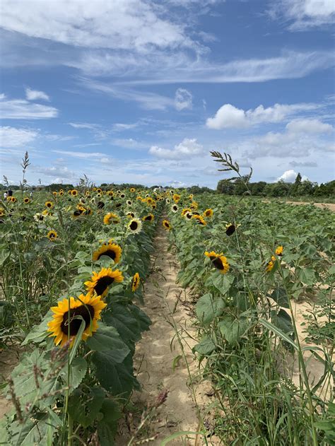 Hamptons Guide: Seven Ponds Orchard — Seis Kamimura