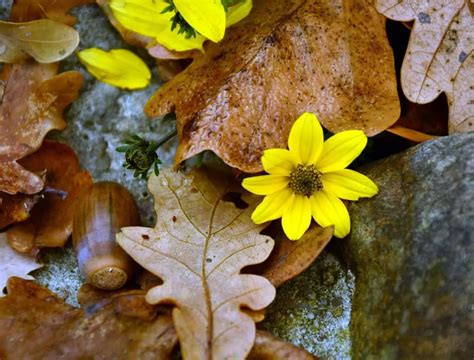 Image result for Springtail Bugs