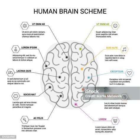 Left Right Hemisphere 的图像结果
