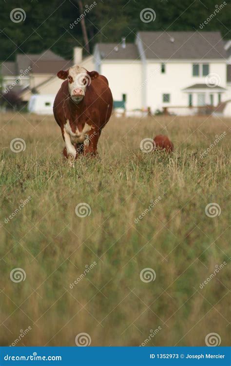 Urban Sprawl: Homes Vs Cows Stock Image - Image of sprawl, growth: 1352973