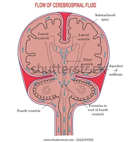 Image result for CSF Flow Chart