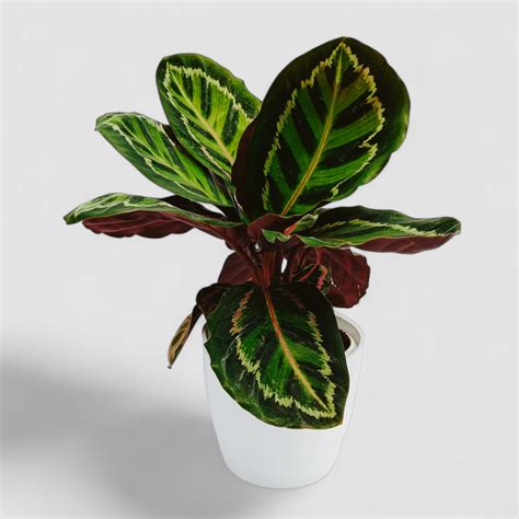 Calathea Roseopicta Illustris Plant by Orchid N Petals