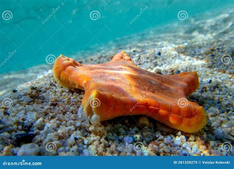 Placenta Biscuit Starfish - (Sphaerodiscus Placenta) Stock Image - Image of wildlife, stars ...