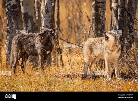 Image result for Yellowstone Grey Wolves
