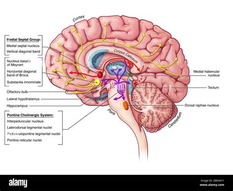 Basal nucleus of meynert Cut Out Stock Images & Pictures - Alamy