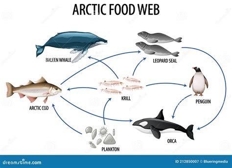 Simple Arctic Tundra Food Web
