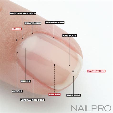 기술교육 - NAIL ANATOMY: A PROFESSIONAL PRIMER ON THE PARTS OF THE NAIL ...