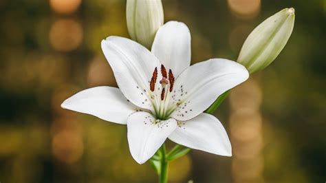 Wallpaper lily, petals, flower, macro, white hd, picture, image