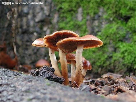 蘑菇记｜以科学的名义，鉴别各种常见食用菌 - 知乎