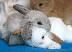 Image result for Baby Bunnies Playing