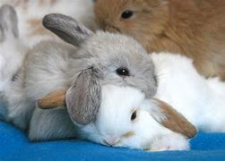 Image result for Two Cute Bunnies