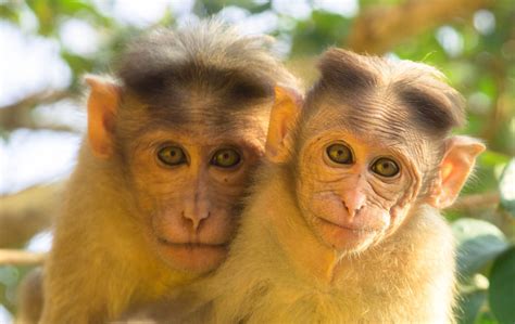 Chinese scientists plan monkey reproduction experiment in space station | South China Morning Post