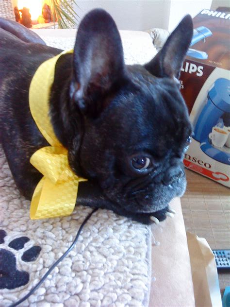 Suchen Französische Bulldogg Welpen in Parchim | Tiere | Kleinanzeigen