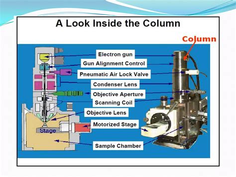 Image result for How Does a Scanning Electron Microscope Work Cochell