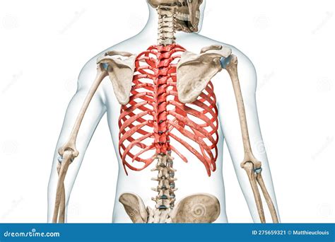 Ribs X-ray. Osteology Of The Human Skeleton, Thorax Bones And Rib Or Thoracic Cage 3D Rendering ...