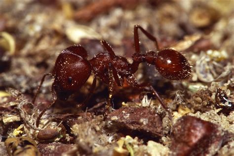 Understanding and Controlling Resilient Fire Ants