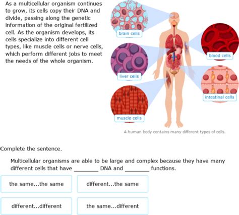 Free Lesson Biology Cell Divison 的图像结果