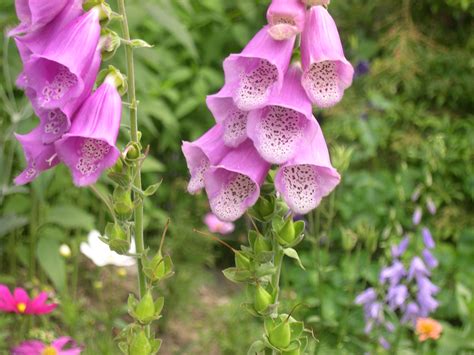 Foxglove Poison