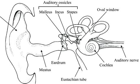 Peripheral Auditory System 的图像结果