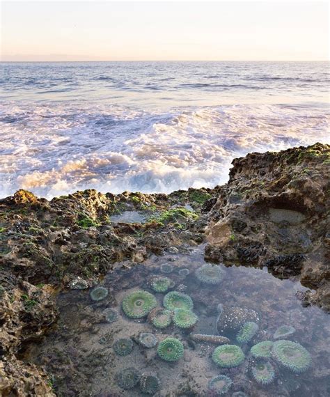 La Jolla Tide Pools