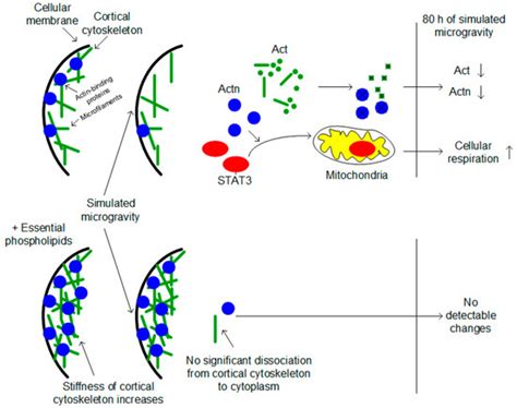 Mitochondrial Respiration in Drosophila Ovaries after a Full Cycle of ...
