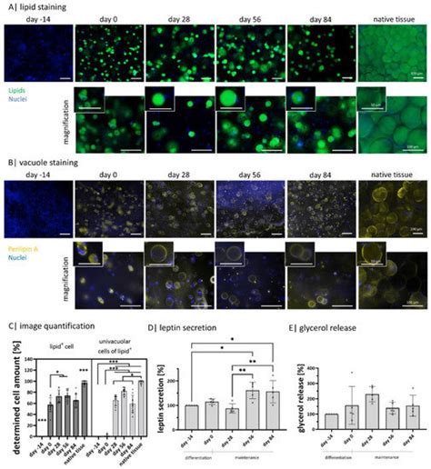 Gellan Gum Is a Suitable Biomaterial for Manual and Bioprinted Setup of ...