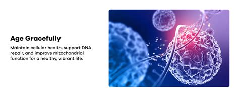 Buy Decode Age NMN 250|99.9% Pure| World's First Clinically Proven ...