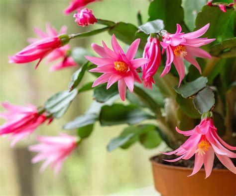 How to grow Easter cactus - 5 tips plant experts say…