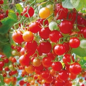 TRICONE SYNGENTA 6242 Tomato Seeds for Gardening 5 GM Seeds CV31 Seed ...