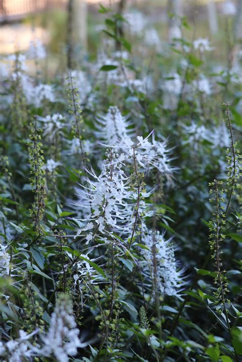 Cats Whiskers - Orthosiphon aristatus - Miss Tree