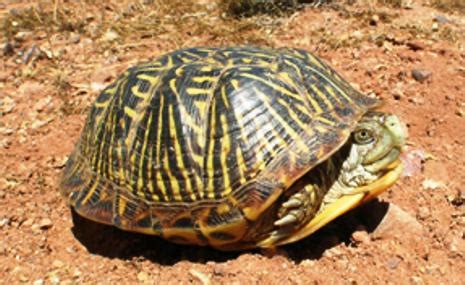 Image result for Ornate Box Turtle Shell