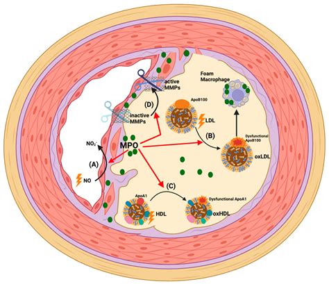 Myeloperoxidase as a Promising Therapeutic Target after Myocardial ...
