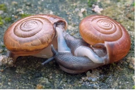 How Do Snails Reproduce? The Snail Love Story | SnailPedia
