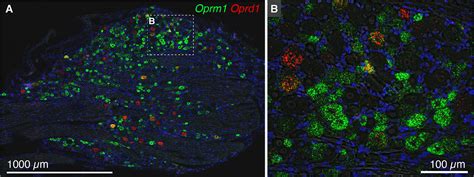 DPM Research Program | Clinical Center