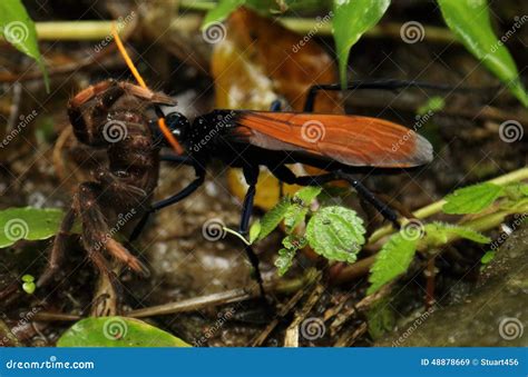 Tarantula Hawk Nest