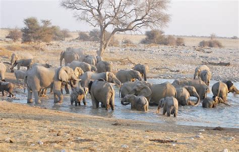 NALI SAFARIS NAMIBIA (2025) All You Need to Know BEFORE You Go (with ...