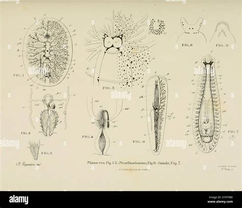 Atlas d'anatomie comparée des invertébrés, Paris, Doin, 1890 anatomy worms arthropoda ...