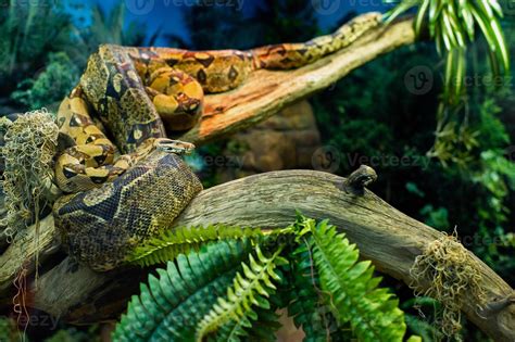 Python Boa Eating Dog 的图像结果