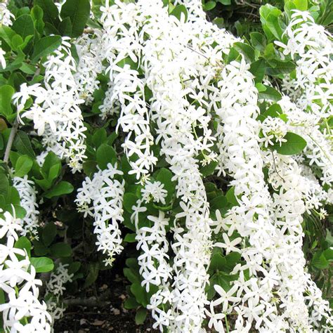 Petrea White - Creepers & Climbers– Exotic Flora