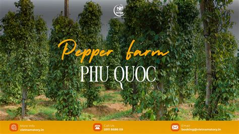 The Ultimate Pepper Farms Phu Quoc Guide: A Spice Lover's Journey ...