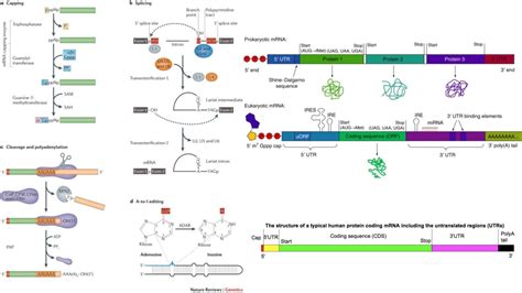 Image result for Point mutation Causes